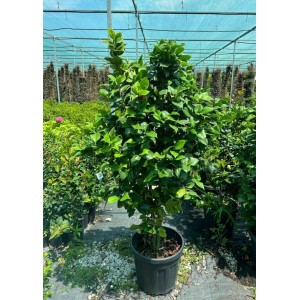 Camellia Japonica
 Camellia Japonica
