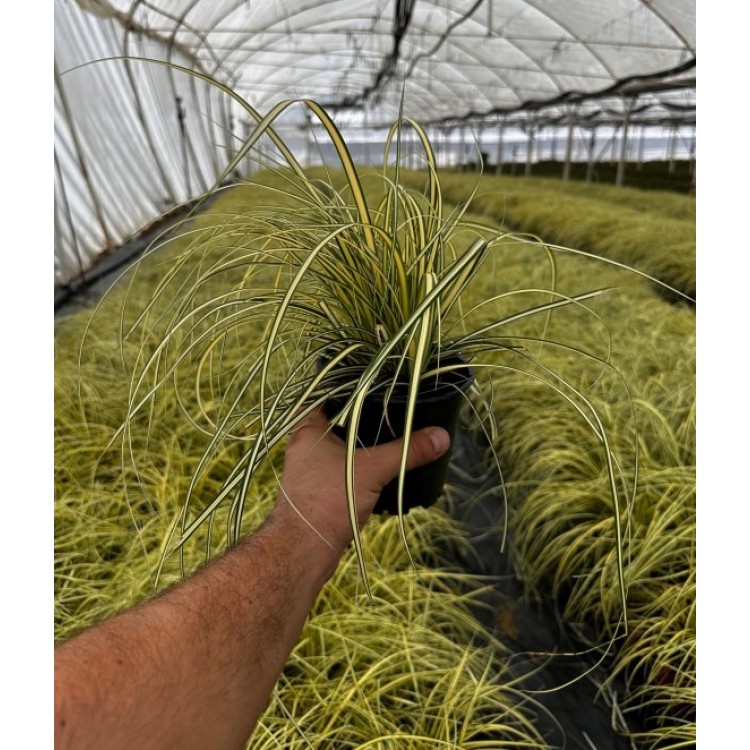 Carex Oshimensis Evergold
