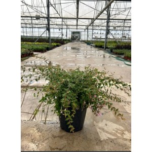 Abelia Grandiflora Edward Goucher
 Abelia Grandiflora Edward Goucher