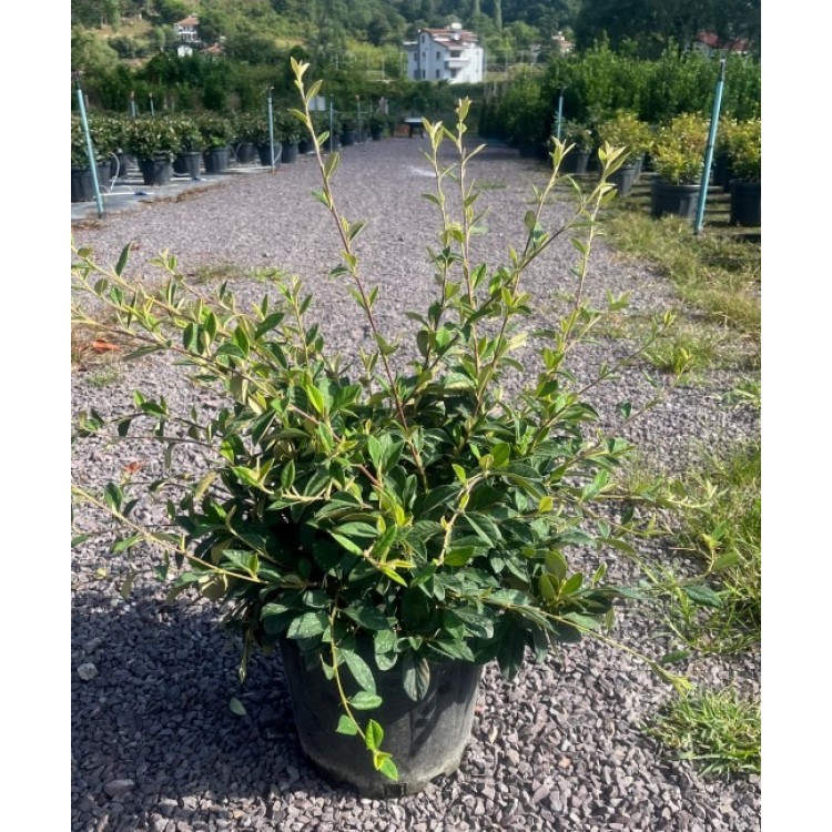 Cotoneaster Franchetti
