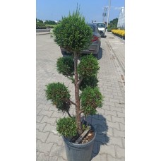 Cupressocyparis Castlewellan Gold
