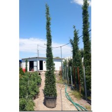 Cupressocyparis Leylandii
Cupressocyparis Leylandii