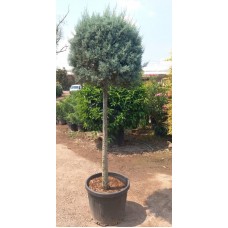 Cupressus Arizonica(Mavi Servi)
