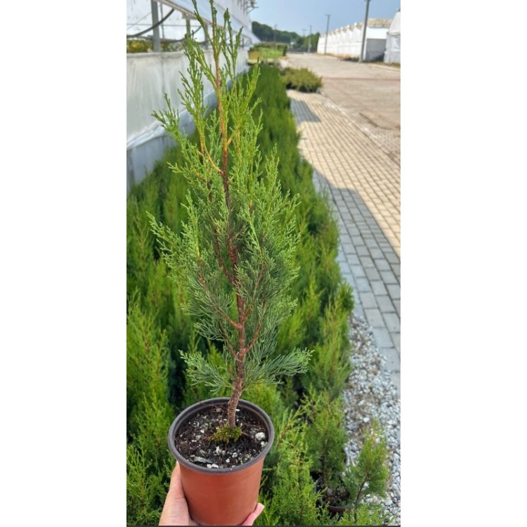 Cupressus Sempervirens Stricta
