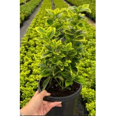 Euonymus Japonica Aurea
