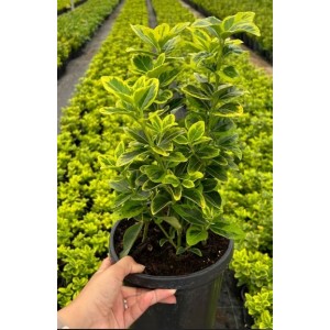 Euonymus Japonica Aurea
 Euonymus Japonica Aurea