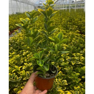  Euonymus Japonica Aurea
