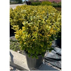 Euonymus Japonica Aurea
