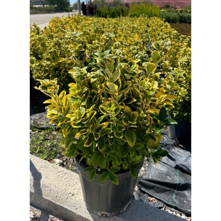 Euonymus Japonica Aurea
