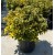 Euonymus Japonica Aurea
