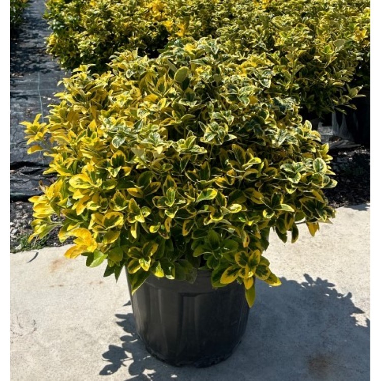 Euonymus Japonica Aurea
