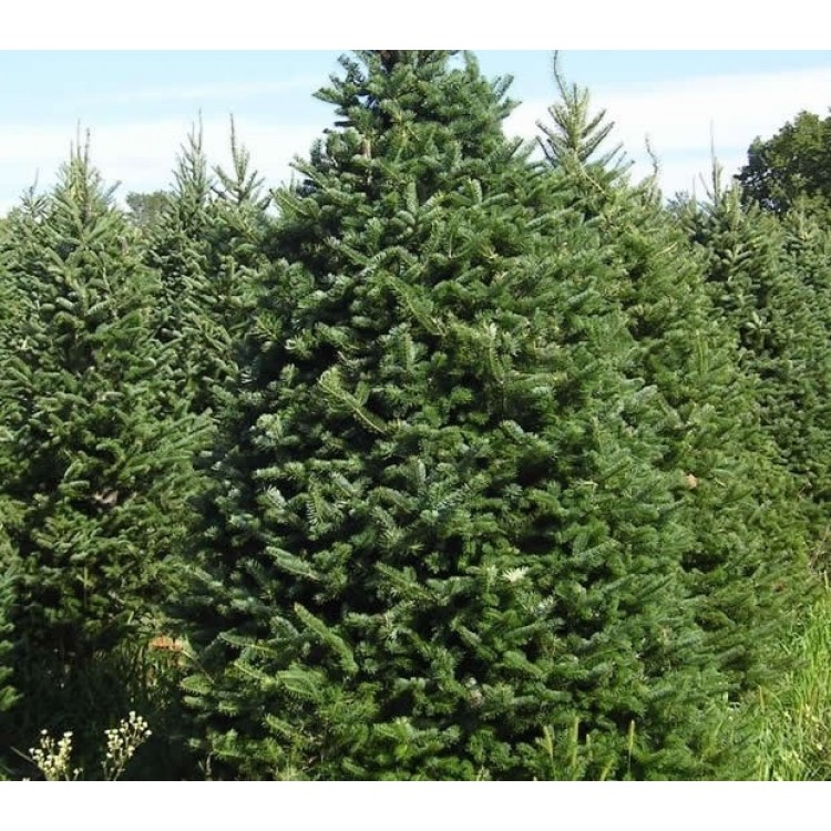 Abies (Köknar Göknar)
