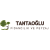 tantaoglufidancilik