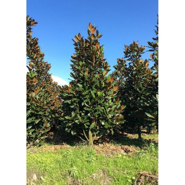 Magnolia grandiflora (Manolya)
