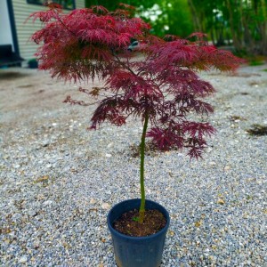 Acer palmatum
 Acer palmatum