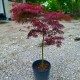 Acer palmatum
