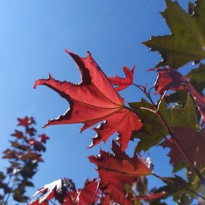 Acer palmatum
 Acer palmatum