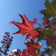 Acer palmatum
