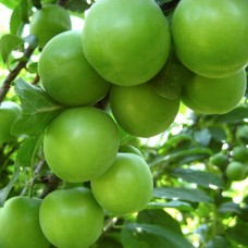 Açık Köklü Papaz Erik Fidanı
Açık Köklü Papaz Erik Fidanı