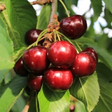 Açık Kök Star Gaint Kiraz Fidanı
 Açık Kök Star Gaint Kiraz Fidanı