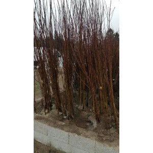 Açık Köklü Can Erik Fidanı
 Açık Köklü Can Erik Fidanı