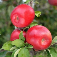 Açık Köklü Fuji Elma Fidanı
Açık Köklü Fuji Elma Fidanı