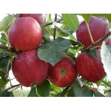 Açık Köklü Gala Elma Fidanı
Açık Köklü Gala Elma Fidanı