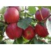 Açık Köklü Gala Elma Fidanı
Açık Köklü Gala Elma Fidanı