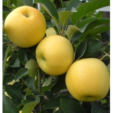 Açık Köklü Golden Elma Fidanı
Açık Köklü Golden Elma Fidanı