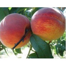 Açık Köklü Hale Şeftali Fidanı
 Açık Köklü Hale Şeftali Fidanı