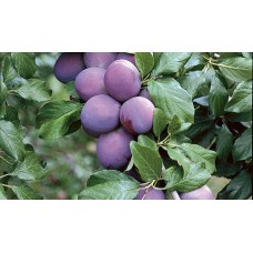 Açık Köklü President Erik Fidanı
Açık Köklü President Erik Fidanı