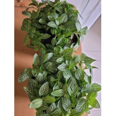 YEŞİL YAPRAKLI FİTTONİA
 YEŞİL YAPRAKLI FİTTONİA