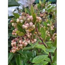 Arbutus bodur(Dağ Çilegi)
 Arbutus bodur(Dağ Çilegi)