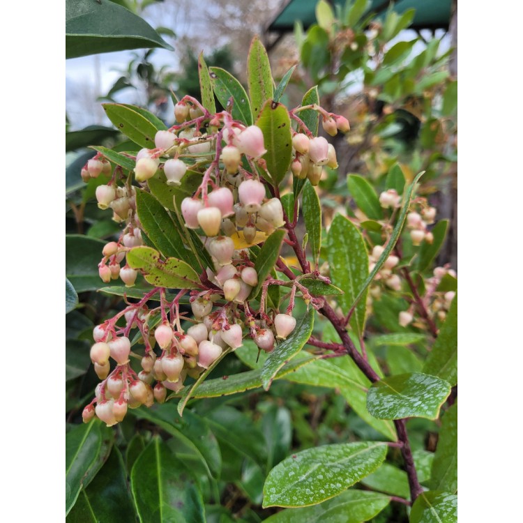 Arbutus bodur(Dağ Çilegi)
