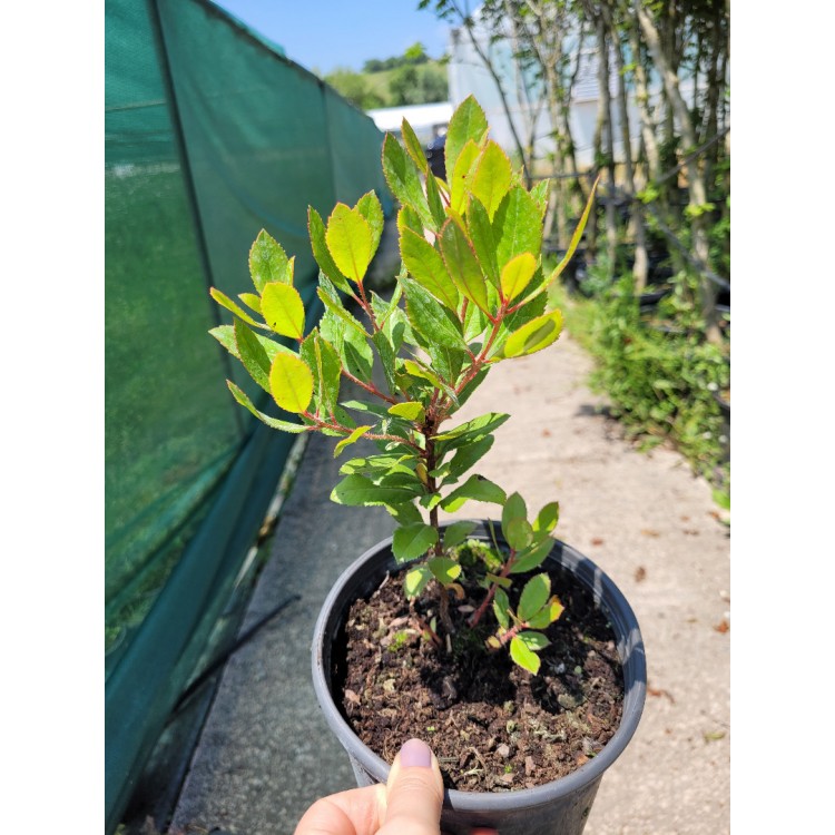 Arbutus bodur(Dağ Çilegi)
