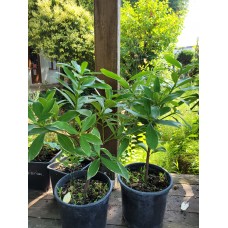 KAFKAS GÜLÜ(DAPHNE)
 KAFKAS GÜLÜ(DAPHNE)