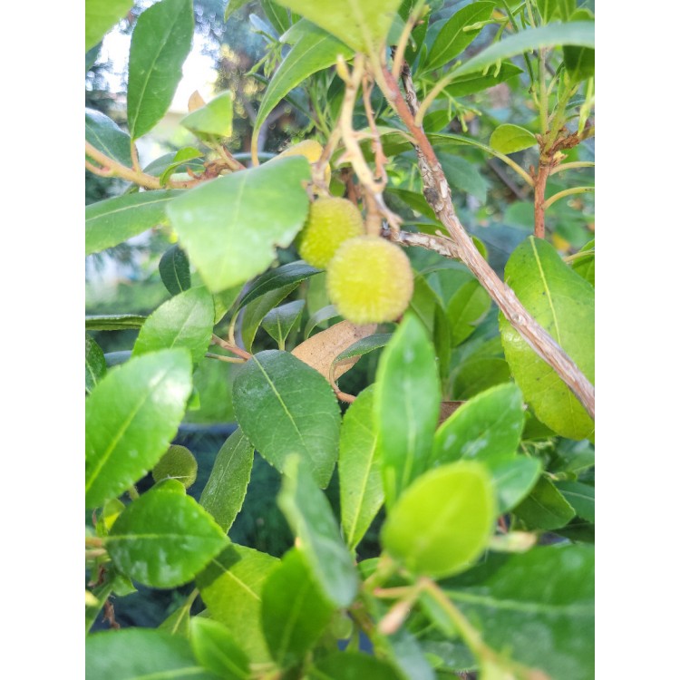 Arbutus bodur(Dağ Çilegi)
