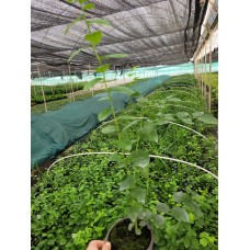 BLUE BERRY(YABAN MERSİNİ)JUBİLE
 BLUE BERRY(YABAN MERSİNİ)JUBİLE