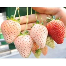 Pine Berry(beyaz çilek)
 Pine Berry(beyaz çilek)