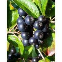 Aronya Fidanı 2 yaş Aronya Fidanı 2 yaş