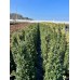 Ilex crenata carolin upright pyramid
