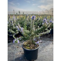 Rosmarin officinalis prostratus  (Yayılıcı Biberiye) Rosmarin officinalis prostratus  (Yayılıcı Biberiye)