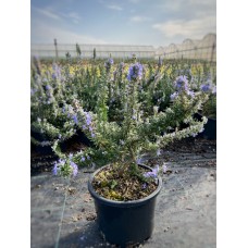 Rosmarin officinalis prostratus  (Yayılıcı Biberiye) Rosmarin officinalis prostratus  (Yayılıcı Biberiye)