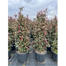 Photinia freseri compacta robusta pyramid