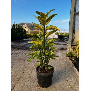 Aucuba japonica crotonifolia (lekeli Japon Defnesi) Aucuba japonica crotonifolia (lekeli Japon Defnesi)