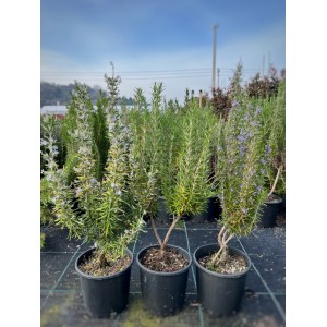 Rosmarin officinalis (Biberiye)