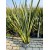 Phormium tenax
 Phormium tenax