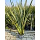 Phormium tenax
