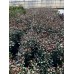 Photinia freseri compacta robusta
