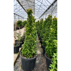 Euonymus japonicus aureomarginatus clt:70
